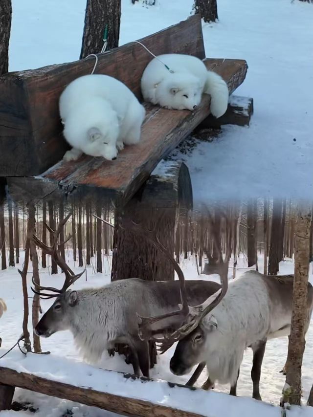 冬日漠河攻略 | 零下40℃的極致冰雪浪漫，此生必去的「中國最北」