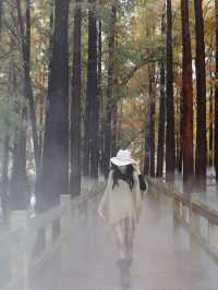 廣佛自駕遊,七星岩落羽杉