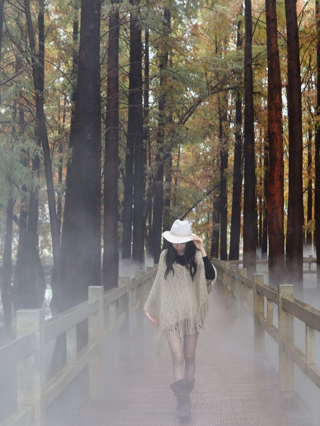 廣佛自駕遊,七星岩落羽杉 廣佛自駕遊,七星岩落羽杉