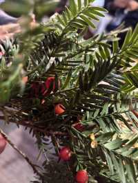 大利侗寨一日遊