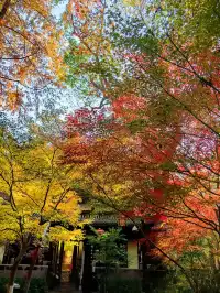 11.29日棲霞山實拍