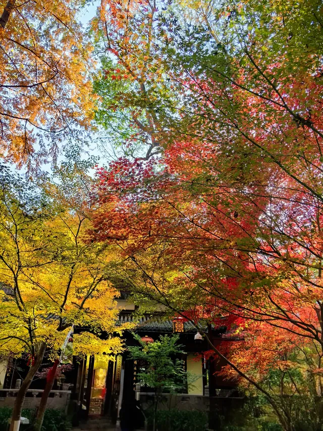 11.29日棲霞山實拍 11.29日棲霞山實拍