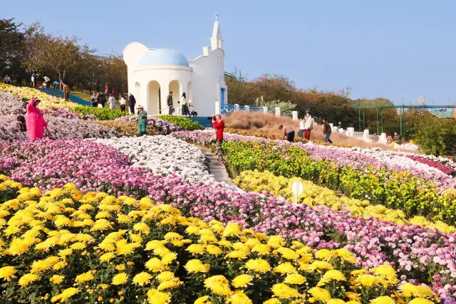 Chengdu!! The chrysanthemums at Manhua Manor are so avant-garde!!!