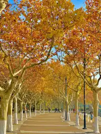 11.30號實拍 | 世紀公園梧桐大道拍照攻略