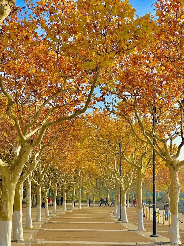 11.30號實拍 | 世紀公園梧桐大道拍照攻略