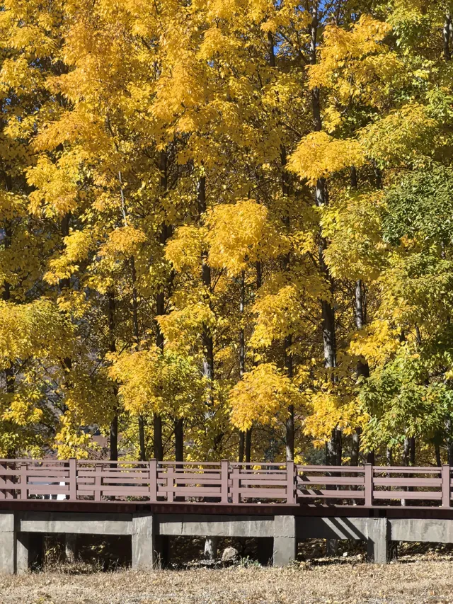 在瀘沽湖酒店看到晨霧！12.5實拍