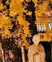 深秋遍地|滬上朱家角|報國寺