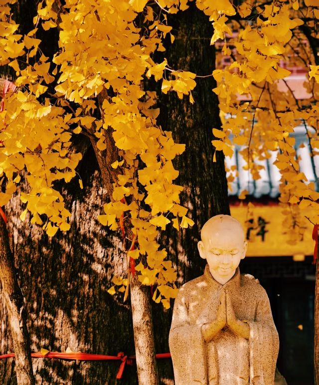 深秋遍地|滬上朱家角|報國寺 深秋遍地|滬上朱家角|報國寺