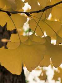 葉家花園 | 深秋的銀杏秘境