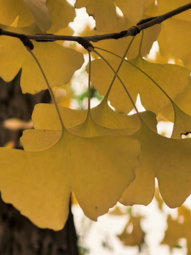 葉家花園 | 深秋的銀杏秘境 葉家花園 | 深秋的銀杏秘境