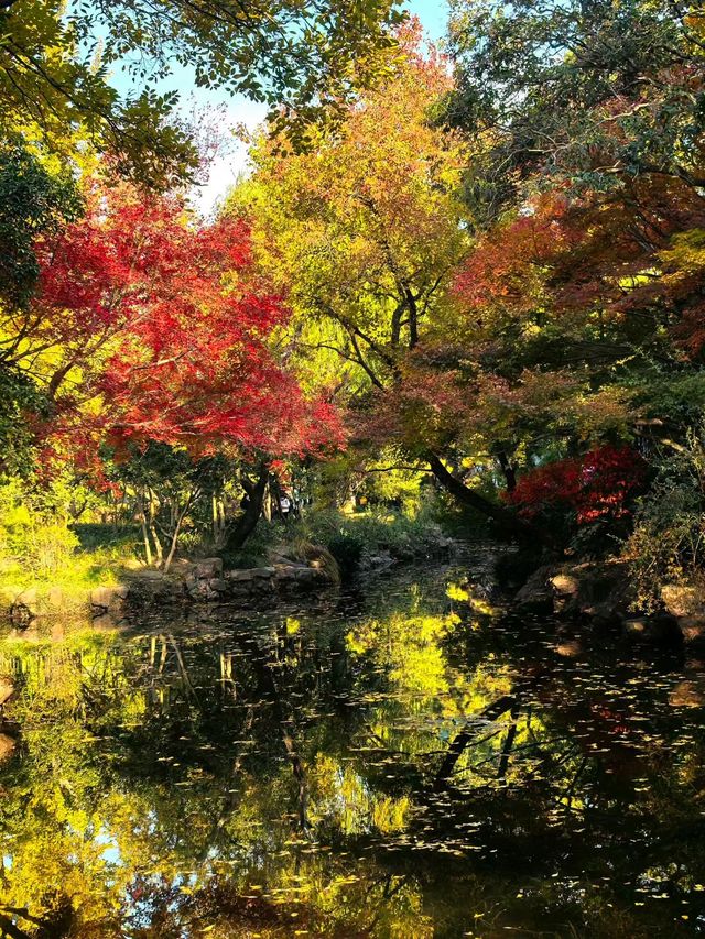 12月的秋霞圃,這裡的「楓」景美到失語 12月的秋霞圃,這裡的「楓」景美到失語