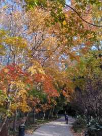 共青秋林愛晚|賞五彩繽紛的秋