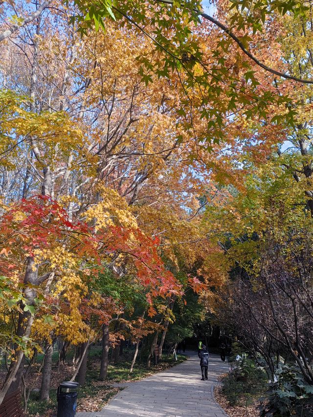 共青秋林愛晚|賞五彩繽紛的秋 共青秋林愛晚|賞五彩繽紛的秋