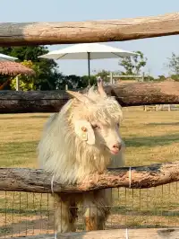 深圳寶藏親子牧場餵鹿撸兔遛娃絕了!