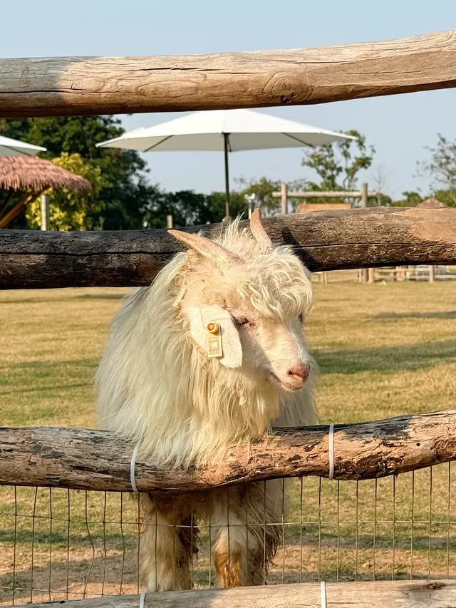 深圳寶藏親子牧場餵鹿撸兔遛娃絕了! 深圳寶藏親子牧場餵鹿撸兔遛娃絕了!