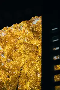 上海寺廟秋天攝影大賽,來交參賽作品了