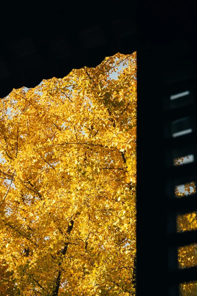 上海寺廟秋天攝影大賽,來交參賽作品了 上海寺廟秋天攝影大賽,來交參賽作品了