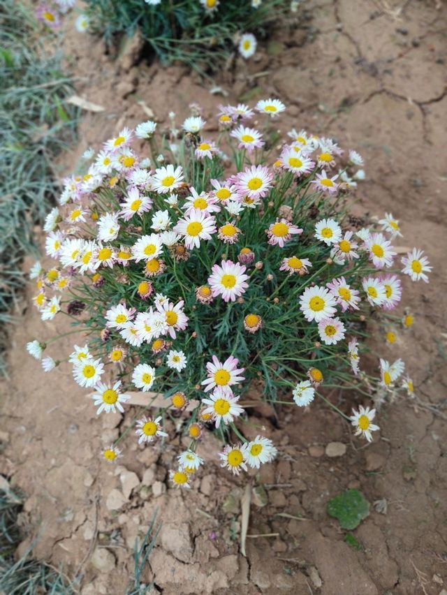 Flower surrounded pagoda | Trip.com Xi'an