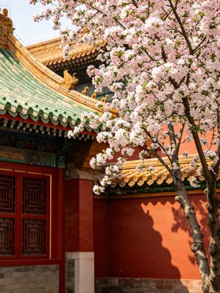紫禁城のリンゴの花 | 600年の歴史を持つピンク色の春の祭典へ出かけよう