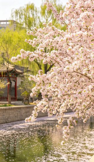 春の旅：元王朝の都を訪ねて：リンゴの花が咲く小川沿いの古代遺跡探訪