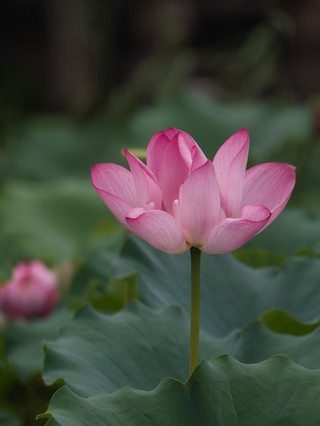 大美粉荷!蓮花池公園の夏限定の風景