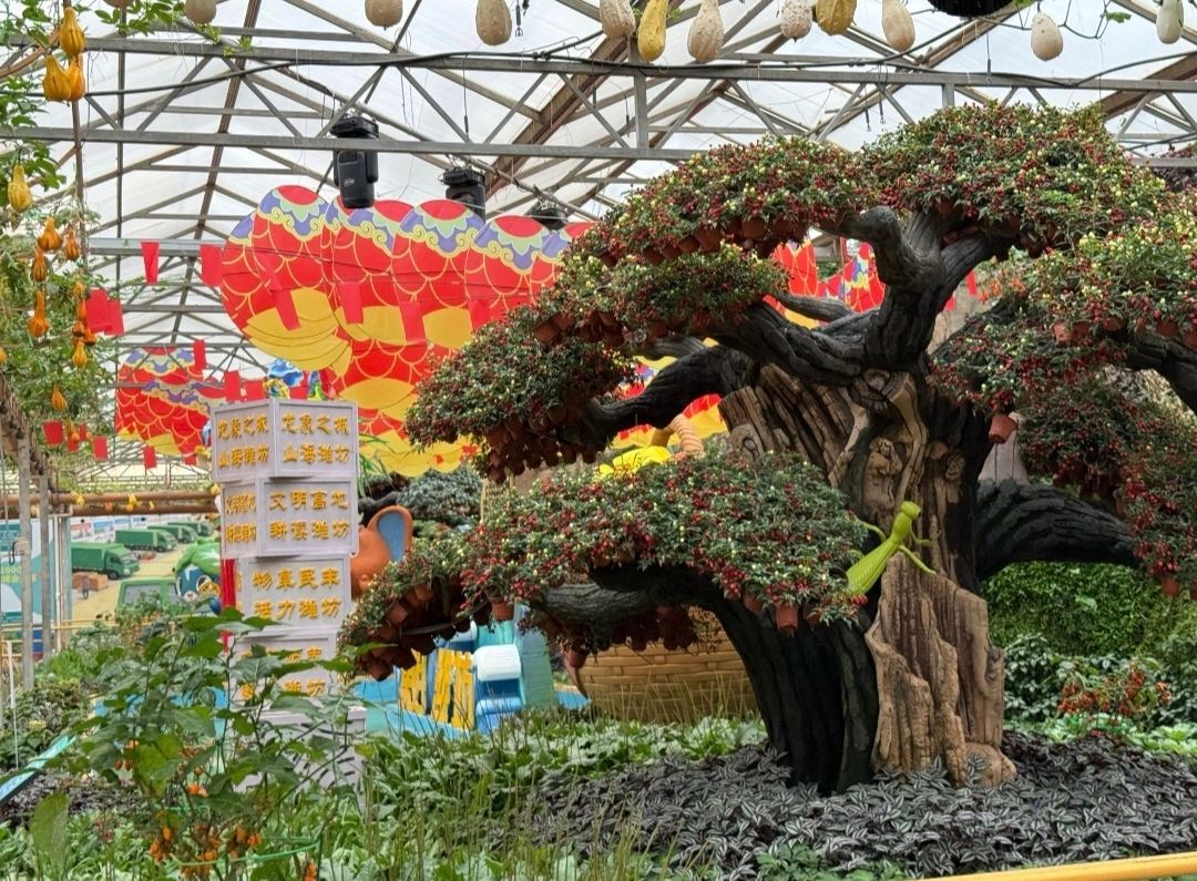 Shandong’s one-of-a-kind vegetable paradise! Shouguang vegetable expo park guide, giant pumpkins, aerial sweet potatoes