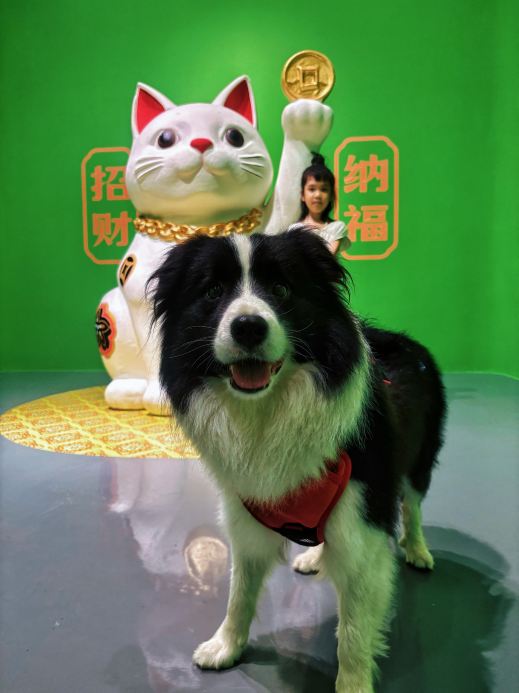 Double the fun in Suzhou: walking the kids and the dog at a cat