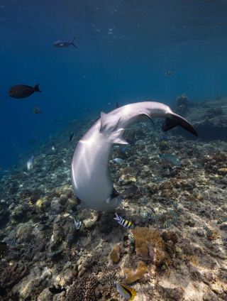 Himmafushi Scuba Adventure 的一流潛水體驗
