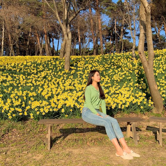 곧 시작되는 수선화 축제🌼