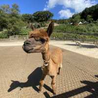 Alpaca World, Korea