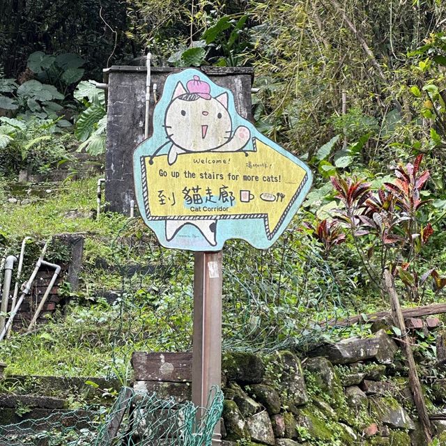บ้านแมว Houtong Cat Village 🐈🐈‍⬛