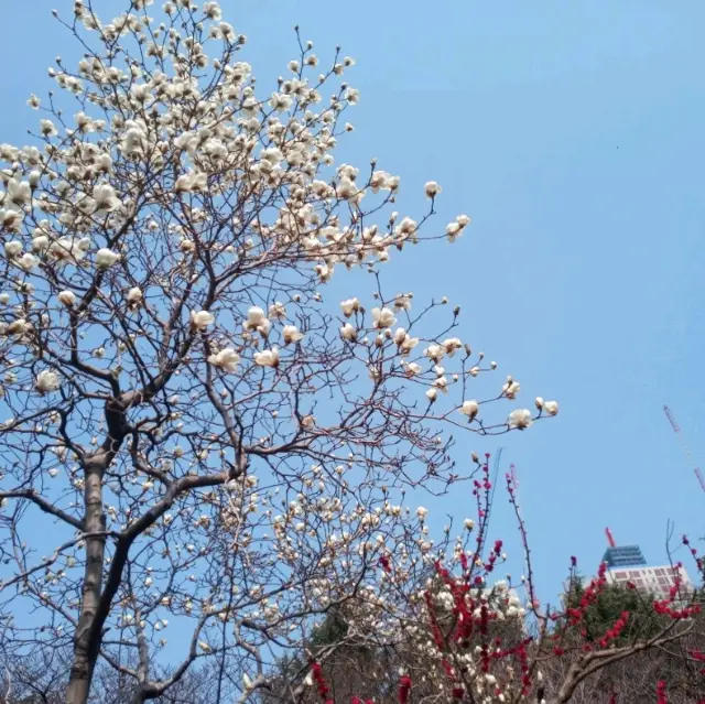 경상감영공원 매화 목련 산수유가 활짝핀 봄에 왈츠