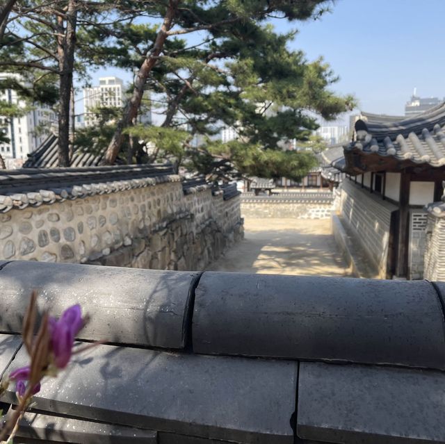 도심에서 만나는 한옥과 어우러진 봄꽃과의 만남 “남산골 한옥마을”