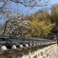 사진찍기 좋은 봄꽃 스팟:: 우암사적공원🌼
