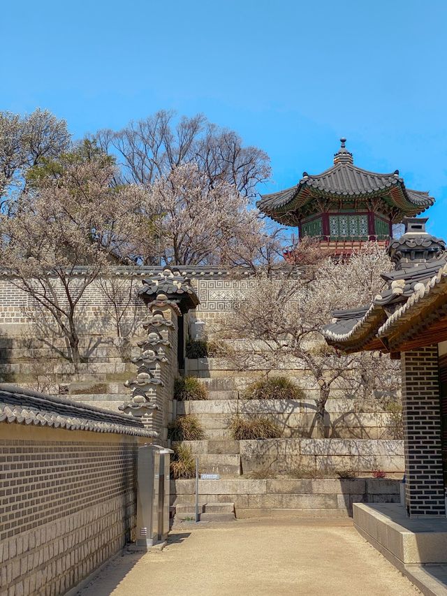 서울 홍매화 명소는 역시 창덕궁💗