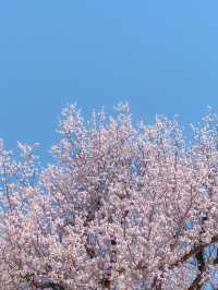 봄꽃구경은 역시 고궁투어💐