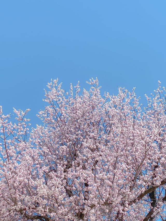 봄꽃구경은 역시 고궁투어💐