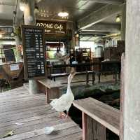 ดิ โอโซน คาเฟ่คลายร้อน ที่บางกระเจ้า