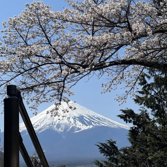 Mount Fuji view with pagoda! 