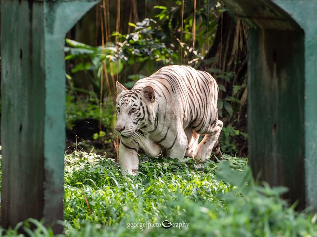 Zoo Negara@Kuala Lumpur, Malaysia
