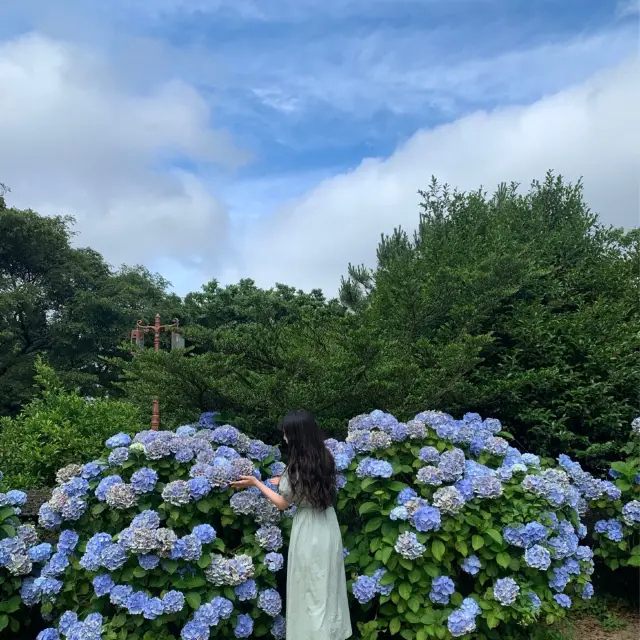 제주 수국 포토존!💟 혼인지