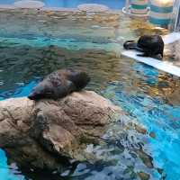 オオサンショウウオを堪能できる　京都水族館