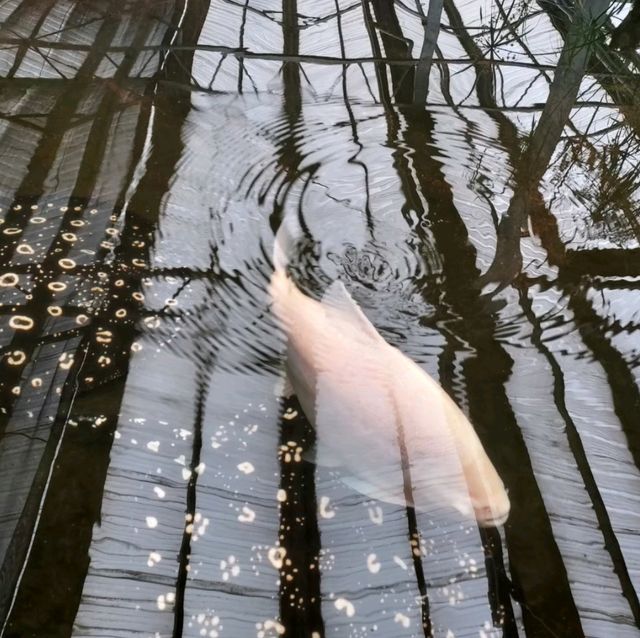 礁溪金車蘭花公園｜與動植物近距離親近🧡慵懶水豚君、愛抓癢大嘴鳥