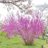 京都  四季折々のお花が楽しめるSPOT🌼
