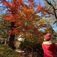 由布院金鱗湖🍁🍂紅葉季美得醉人