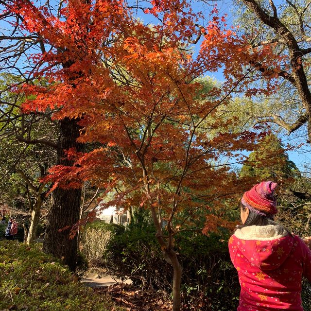 由布院金鱗湖🍁🍂紅葉季美得醉人