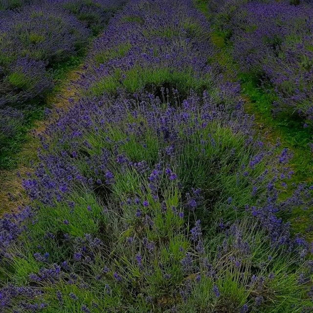 INCREDIBLE PURPLE PARADISE IN LONDON!