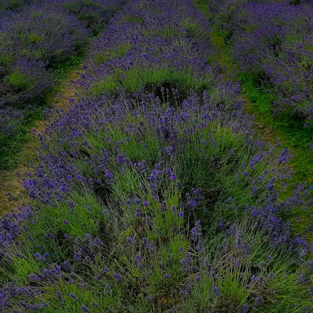 INCREDIBLE PURPLE PARADISE IN LONDON!