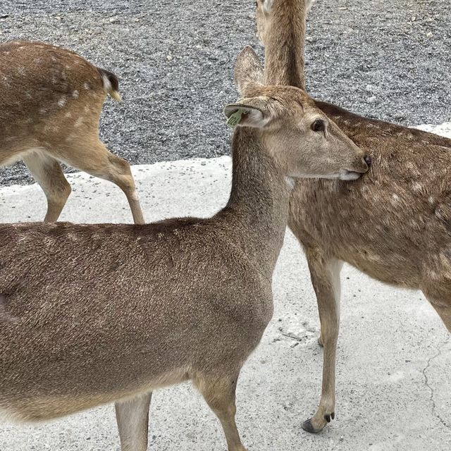 鹿境梅花鹿生態園區！與可愛的鹿傳情共舞🦌💃🌳