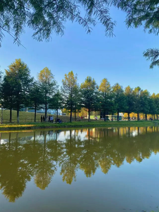 자연을 보며 힐링이 필요할 땐 담양 메타세쿼이아🌳